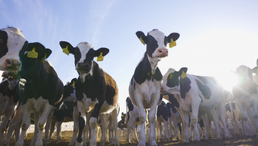 尊时凯龙牧场航拍